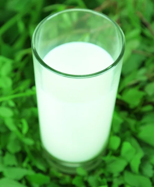 Glass of milk on grass — Stock Photo, Image