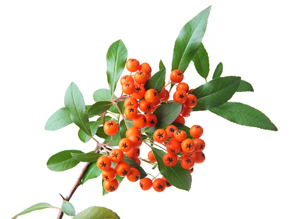 Pyracantha Feuerdorn orange Beeren mit grünen Blättern, isoliert auf weiß — Stockfoto