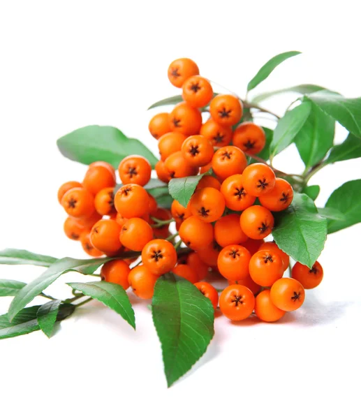 Ognik firethorn pomarańczowe jagody z zielonych liści, na białym tle — Zdjęcie stockowe