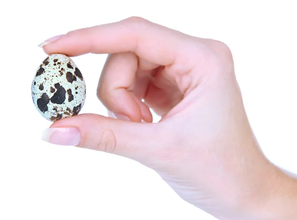Křepelčí vejce v ruce izolovaných na bílém — Stock fotografie