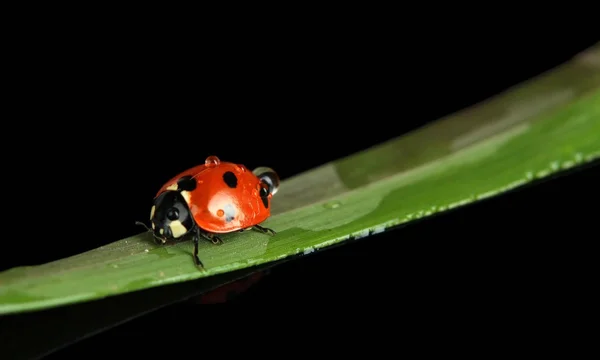 Hermosa mariquita sobre hierba verde, aislada sobre negro — Foto de Stock