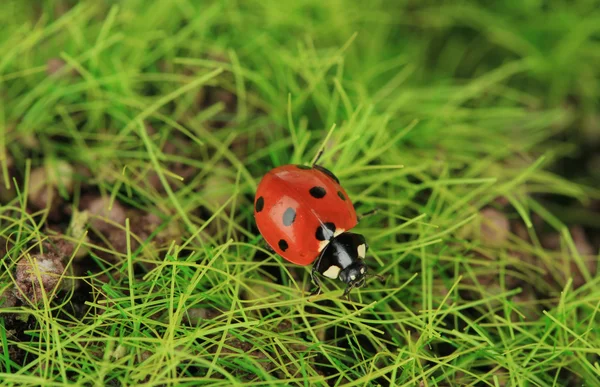 Beautiful ladybird on green moss, close up — Stock Photo, Image