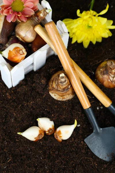 Bloembollen op humus, op donkere achtergrond — Stockfoto