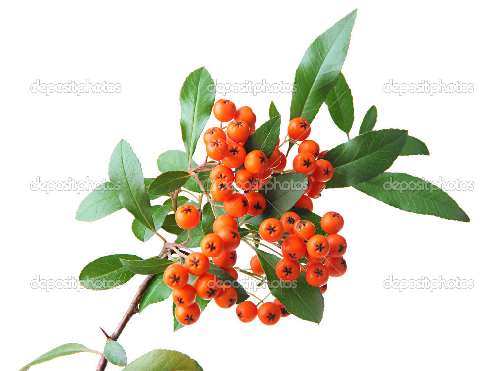 Pyracantha Firethorn orange berries with green leaves, isolated on white