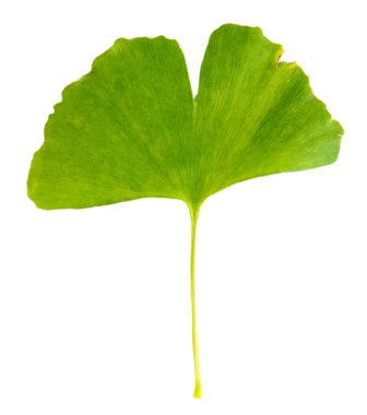 Ginkgo biloba yaprağı beyaza izole edilmiş