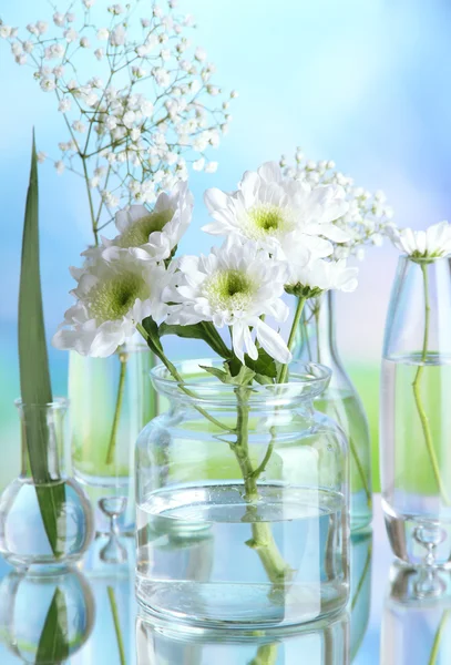 Planten in verschillende glazen containers op natuurlijke achtergrond — Stockfoto