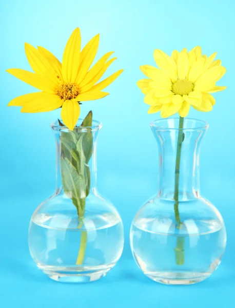 Flores en tubos de ensayo sobre fondo azul claro — Foto de Stock