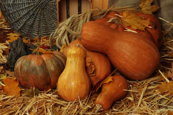 Pumpkins with wicker stand and crate on straw close up — Stock Photo, Image