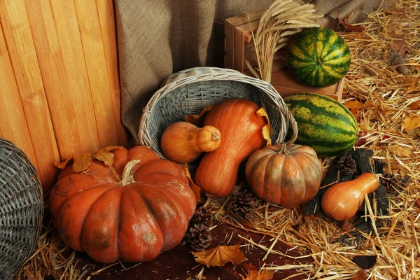 Pumpkins in basket and watermelons on crate on straw on sackcloth background — Stock Photo, Image