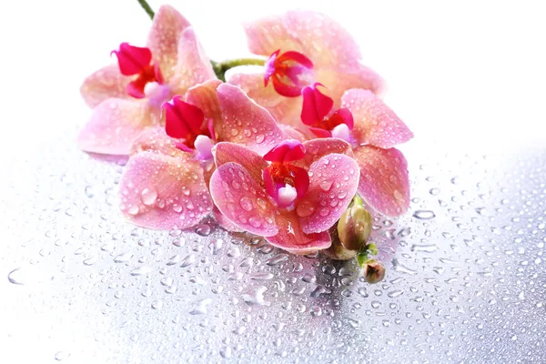 Rosa belas orquídeas com gotas — Fotografia de Stock
