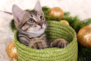 küçük kedi ile halı üzerinde Noel süsleri