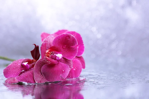 Beautiful blooming orchid with water drops on light color background — Stock Photo, Image