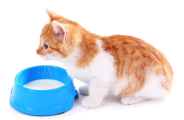 Küçük kedi üzerinde beyaz izole süt içiyor — Stok fotoğraf