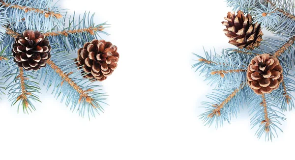 Beautiful pine cones isolated on white — Stock Photo, Image