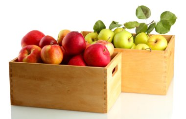 beyaz izole ahşap kasalar içinde yeşil yaprakları ile Sulu elmalar