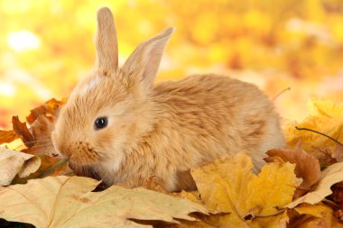 Fluffy foxy rabbit on leaves in park clipart