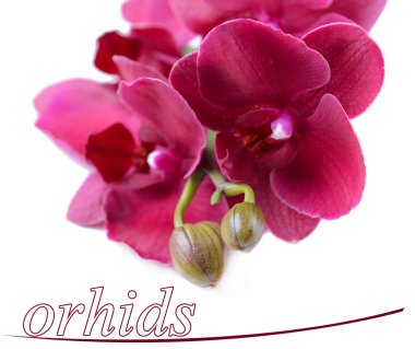 güzel orkide çiçek üzerinde beyaz izole