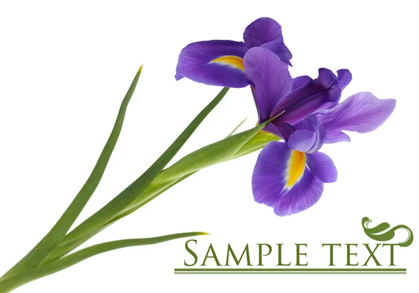 Flor de iris púrpura, aislada en blanco —  Fotos de Stock