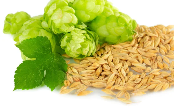 新鲜绿色的啤酒花和大麦，孤立在白色 — 图库照片