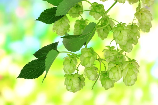 Houblon vert frais, sur fond de nature — Photo