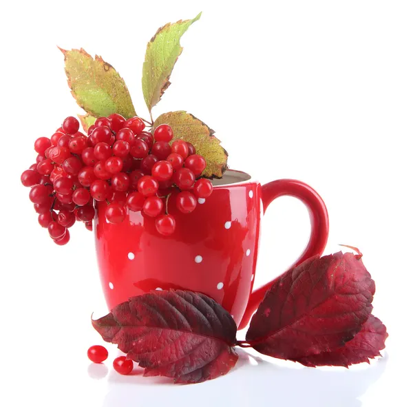 Red berries of viburnum in cup, isolated on white — Stock Photo, Image