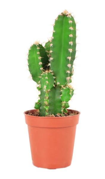 Cactus in bloempot, geïsoleerd op witte achtergrond — Stockfoto