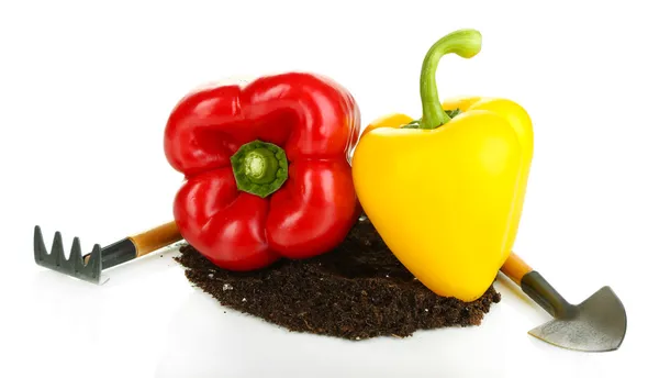 Red and yellow pepper with ground isolated on white — Stock Photo, Image