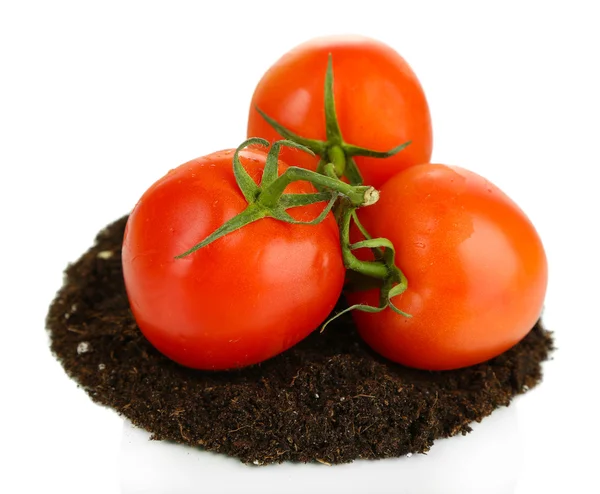 Tomates molidos aislados sobre blanco —  Fotos de Stock