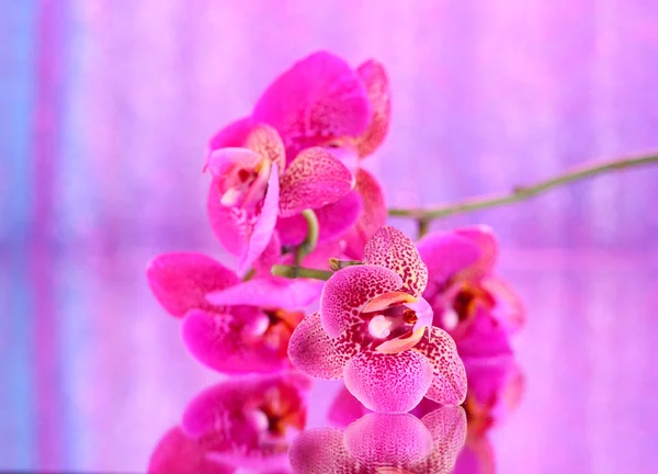 Pembe arkaplanda güzel bir orkide — Stok fotoğraf