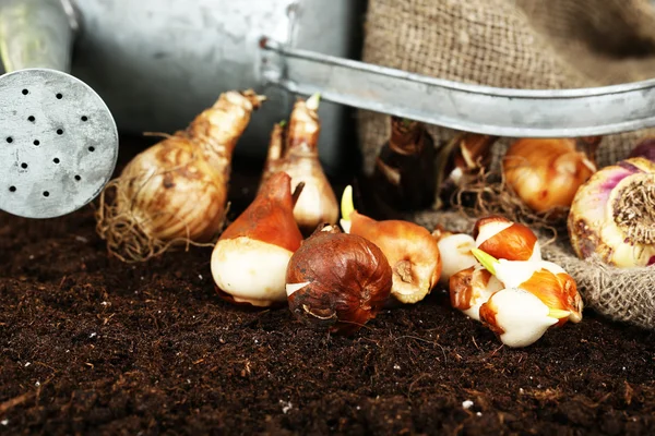 Sammansättning med vattning kan, säckväv och blomma lökar på humus, på mörk bakgrund — Stockfoto