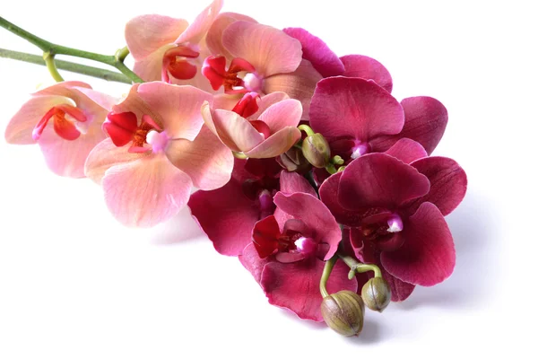 Mooie bloeiende orchidee geïsoleerd op wit — Stockfoto