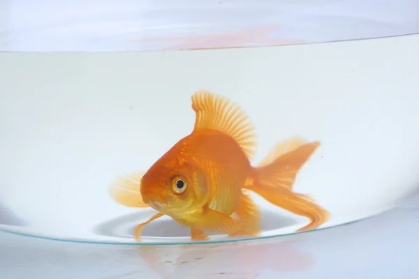 Peixinho dourado em aquário isolado em branco — Fotografia de Stock