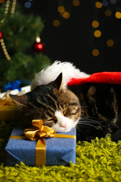 Sevimli kedi Noel dekorasyonu ile halı üzerinde yalan — Stok fotoğraf