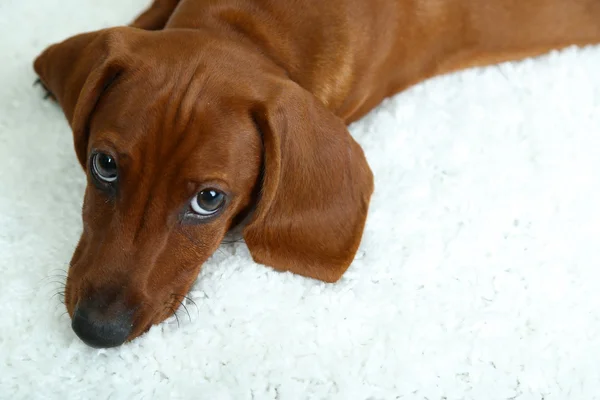 Lindo cachorro dachshund en alfombra blanca —  Fotos de Stock