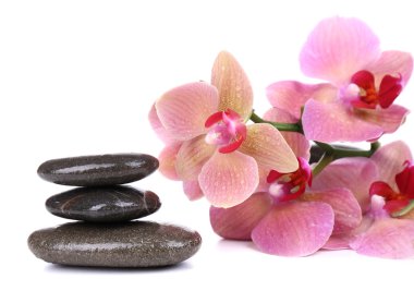 güzel çiçek açan orkide su damlaları ve üzerinde beyaz izole spa taşlar ile kompozisyon