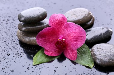 güzel çiçek açan orkide su damlaları ve gri arka plan üzerinde spa taşlar ile kompozisyon