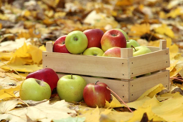 Caja de manzanas frescas maduras en el jardín en hojas de otoño —  Fotos de Stock