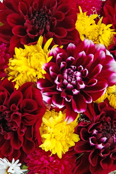 Bouquet of dahlia flowers background — Stock Photo, Image
