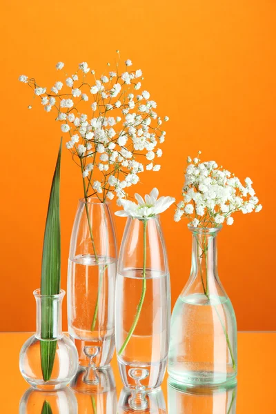 Pflanzen in verschiedenen Glascontainern auf orangefarbenem Hintergrund — Stockfoto