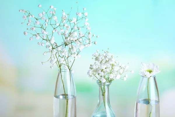 Plants in various glass containers on natural background — Stock Photo, Image