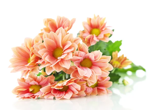 Chrysant bloemen geïsoleerd op wit — Stockfoto