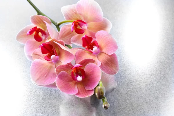 Rosa hermosas orquídeas con gotas —  Fotos de Stock