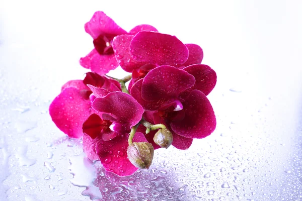 De belles orchidées avec des gouttes — Photo