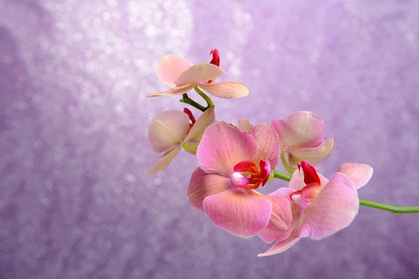 Schöne blühende Orchidee auf farbigem Hintergrund — Stockfoto