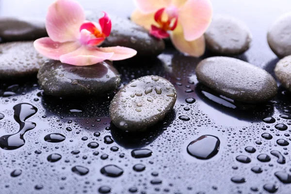 Composición con hermosa orquídea floreciente con gotas de agua y piedras de spa, sobre fondo gris claro —  Fotos de Stock