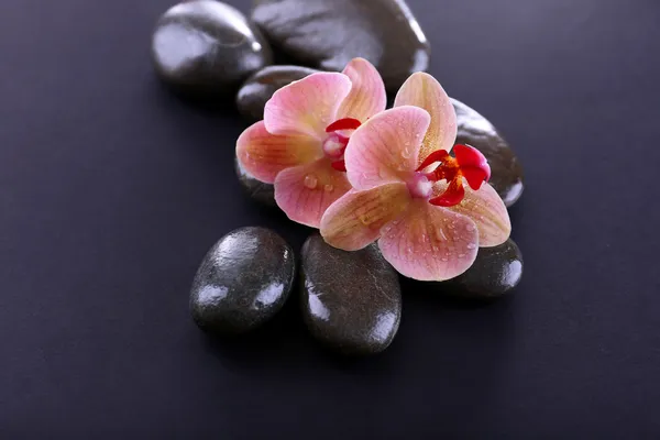 Szép virágzó orchidea vízcseppek és spa kövekkel, elszigetelt fekete kompozíció — Stock Fotó