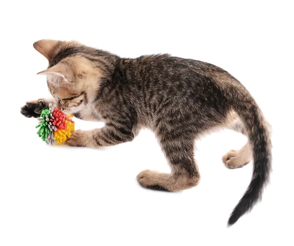 Pequeño gatito aislado en blanco — Foto de Stock