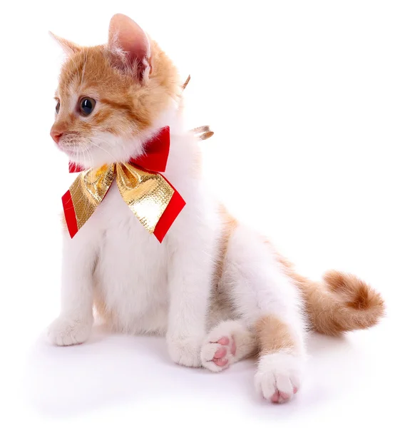 Pequeno gatinho isolado em branco — Fotografia de Stock