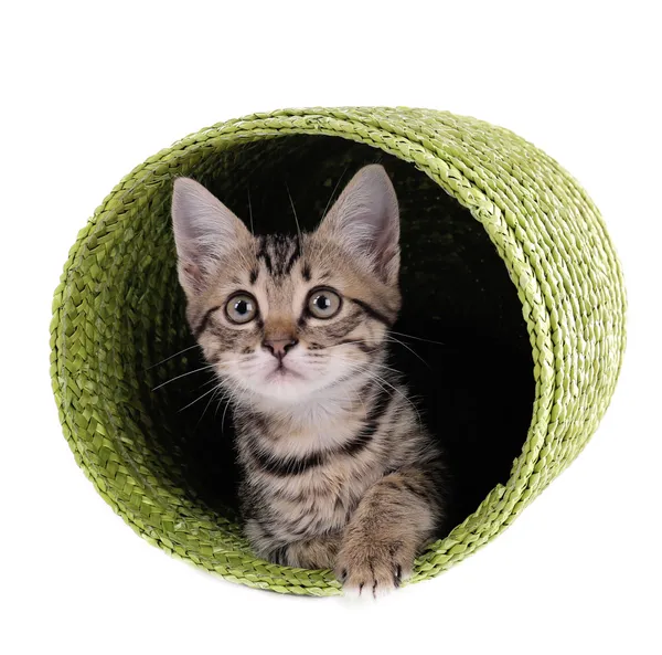 Gattino in cesto di vimini isolato su bianco — Foto Stock