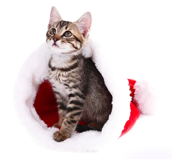 Pequeno gatinho no chapéu de Natal isolado no branco — Fotografia de Stock